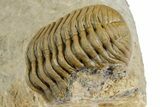 Cluster Of Seven Trilobite Fossils (Austerops & Gerastos) #350554-3